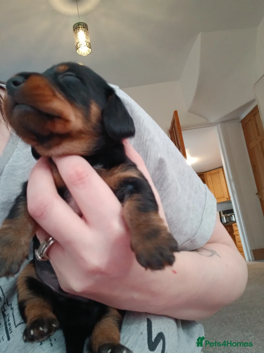 Miniature Dachshund dogs for sale: Miniature dachshunds - Advert 2