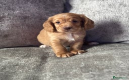 Cocker Spaniel dogs for sale: COCKER SPANIEL PUPPIES - Image 9