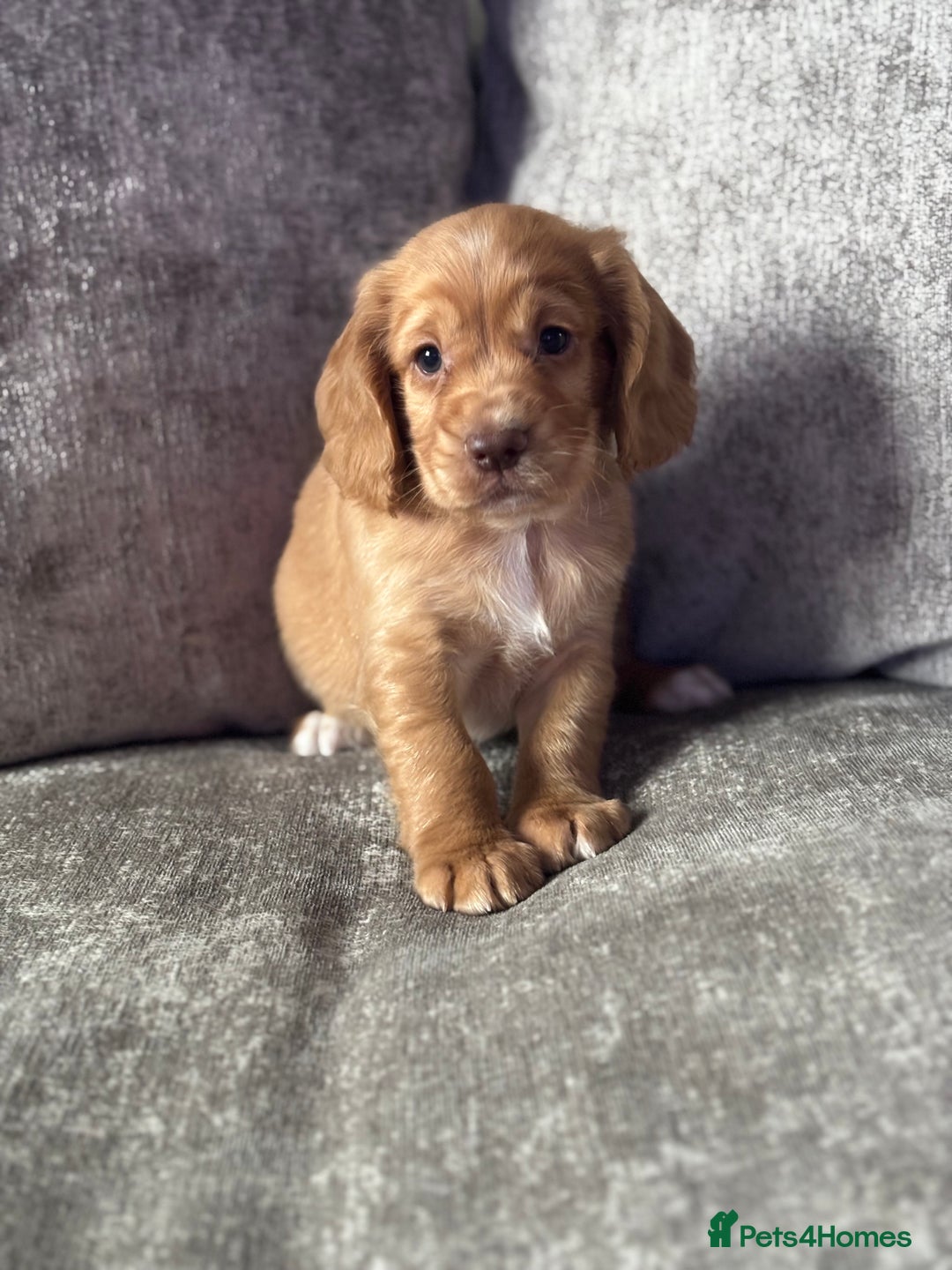 Cocker Spaniel dogs for sale: COCKER SPANIEL PUPPIES - Image 9