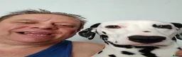 Dalmatian dogs for sale: Nila a lovely Dalmatian needs a good home in Worcester - Advert 18