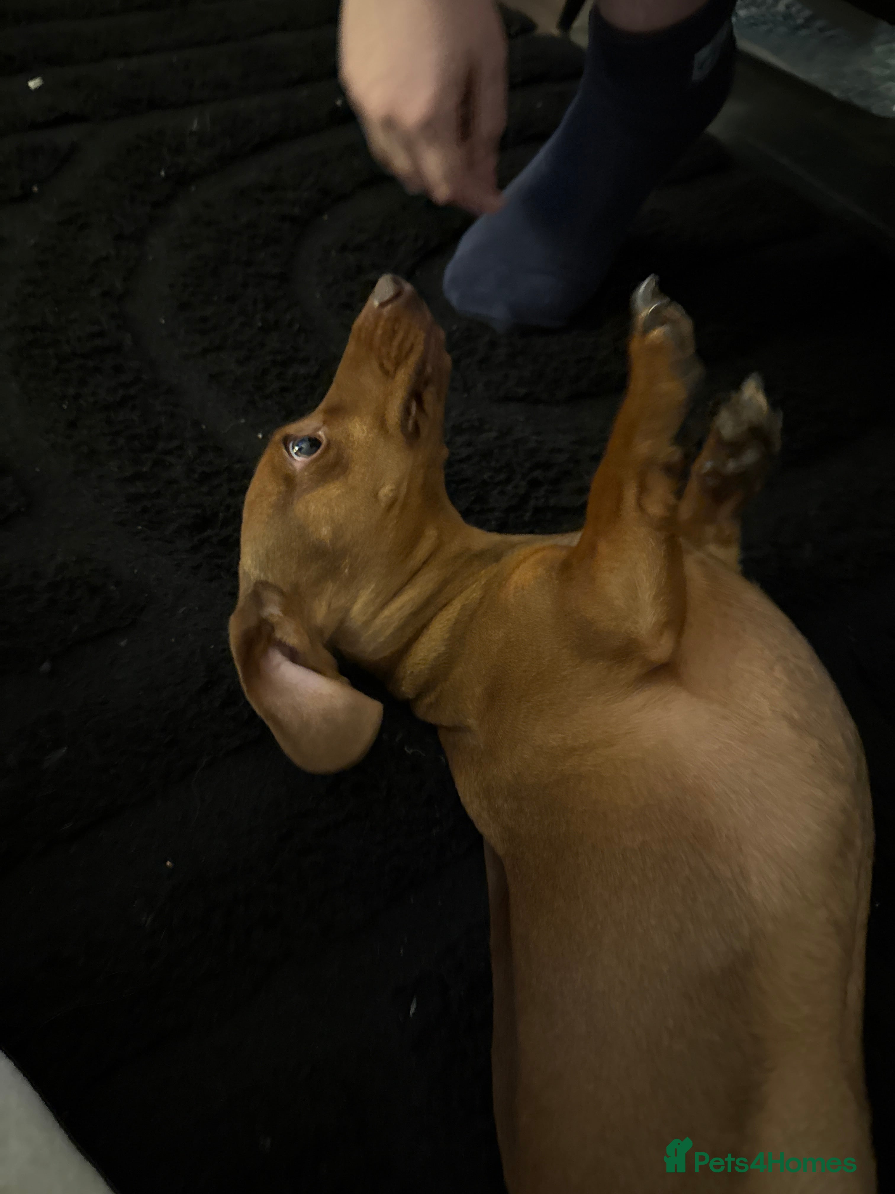 Miniature Dachshund dogs Miniature dachshund red headed Norman  - Advert 12