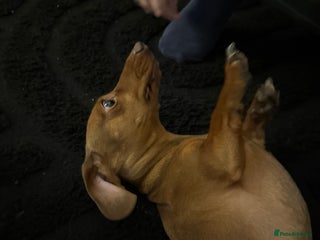 Miniature Dachshund dogs - Advert 2