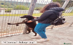 Mixed Breed dogs for adoption: Circe, approx 1 yr old. Available for adoption. - Image 8