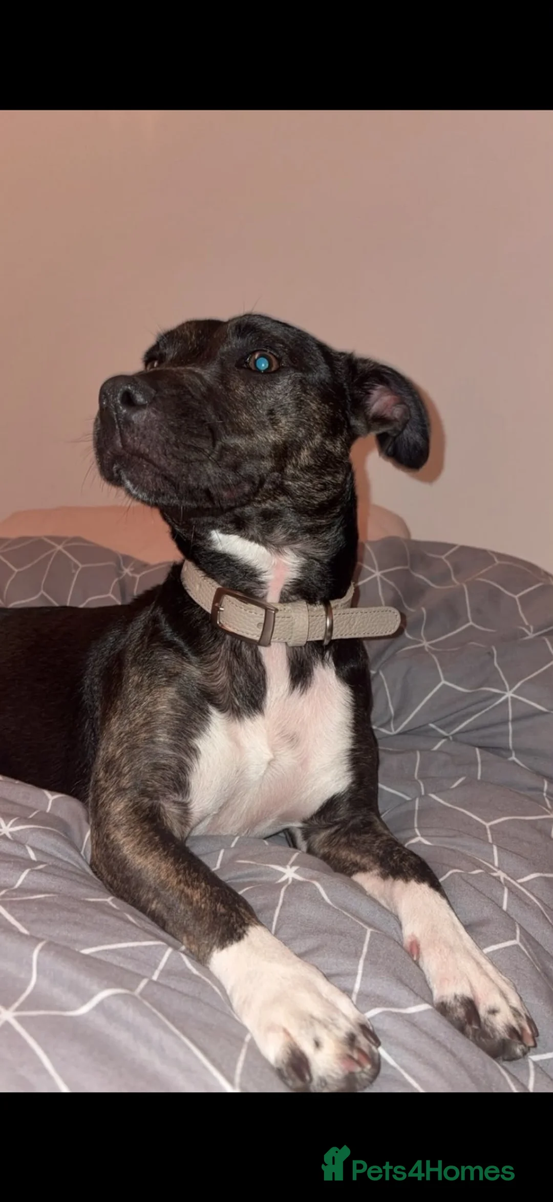 Mixed Breed dogs for sale: 2 year old staffie cros terrier in Bridgend - Advert 5