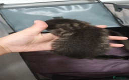 Mixed Breed cats for sale: 5 mixed breed kittens looking for new homes  - Image 5
