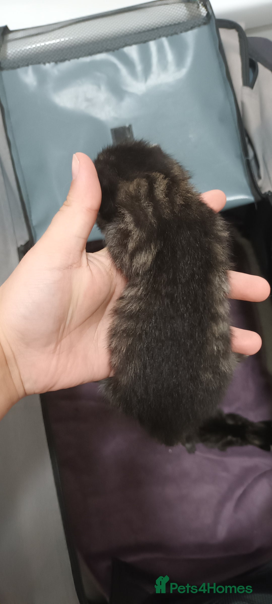 Mixed Breed cats for sale: 5 mixed breed kittens looking for new homes  - Image 5