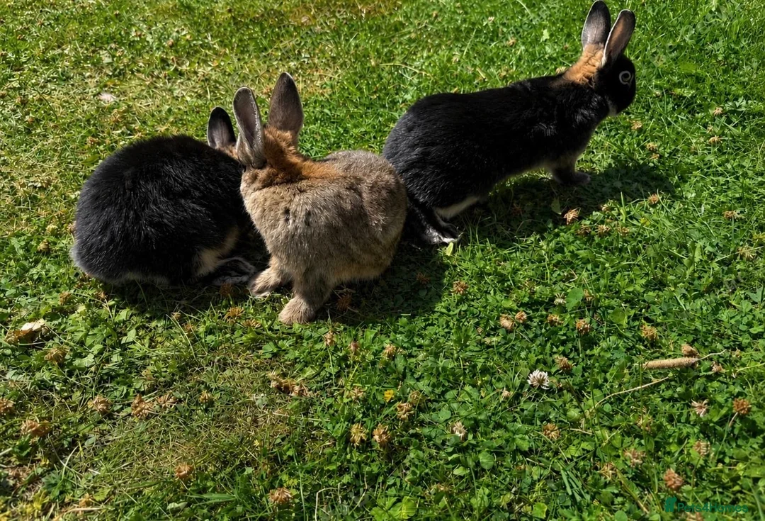 Netherland Dwarf rabbits for sale: Three cute baby bunnies for sale - Advert 3