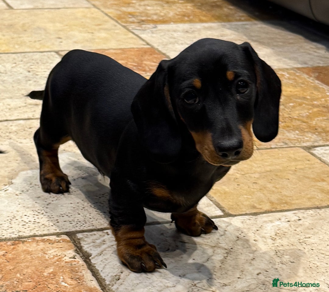 Miniature Dachshund dogs for sale: Miniature Smooth Boys from ivdd scored parents - Image 12