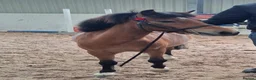 Welsh Section A horses for sale: Muffin 3 year old mare turning 4 - Advert 2