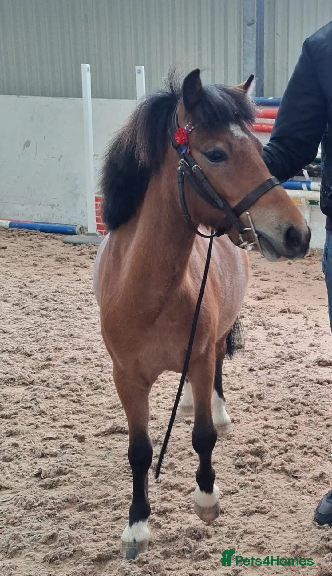Welsh Section A horses for sale: Muffin 3 year old mare turning 4 - Advert 2