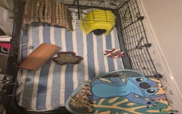 Guinea Pig rodents for sale: 2 female guinea pigs for sale  - Image 5