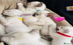 Ragdoll cats for sale: Ragdoll x Oriental kittens  - Image 14