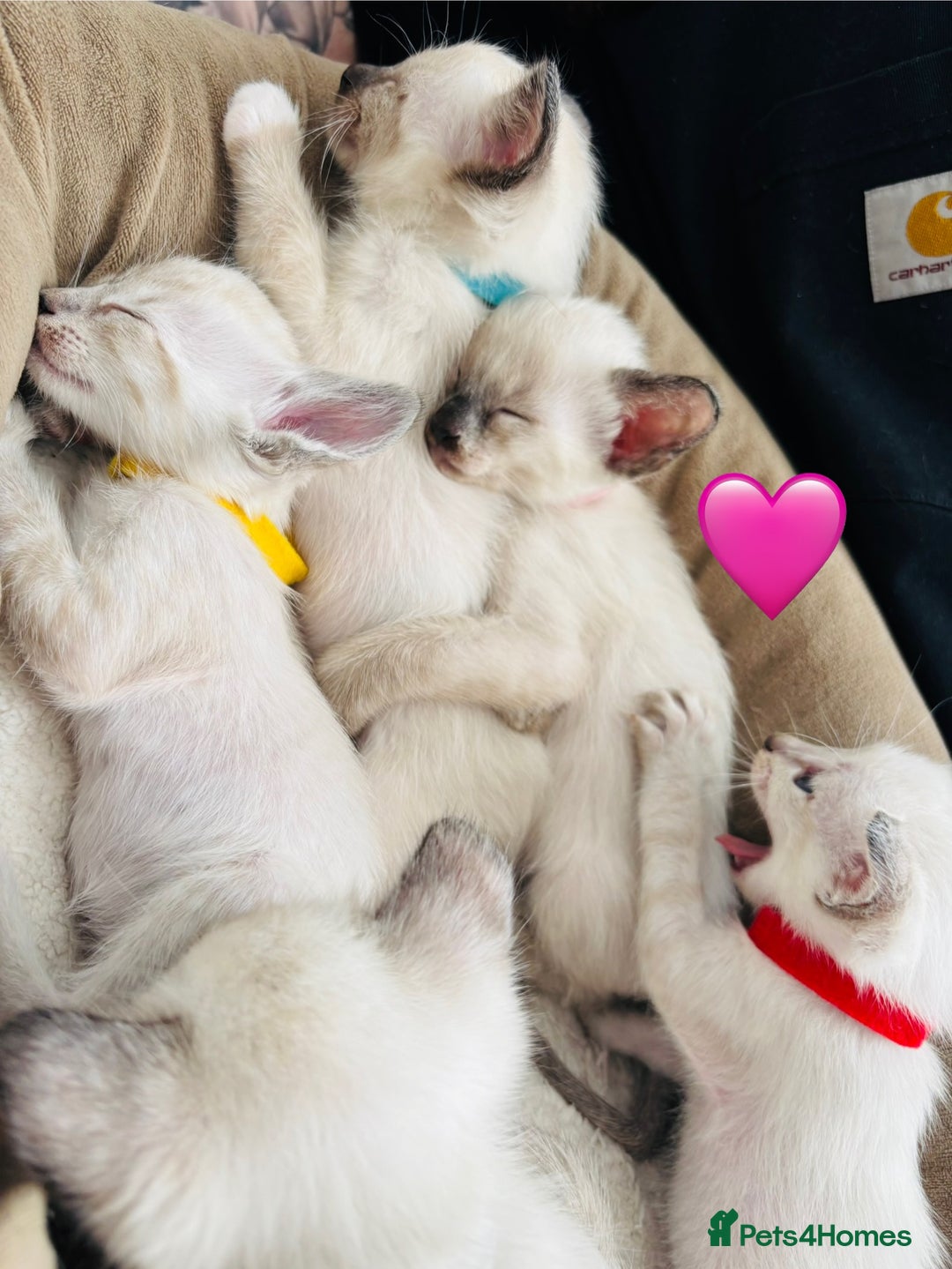 Ragdoll cats for sale: Ragdoll x Oriental kittens  - Image 14