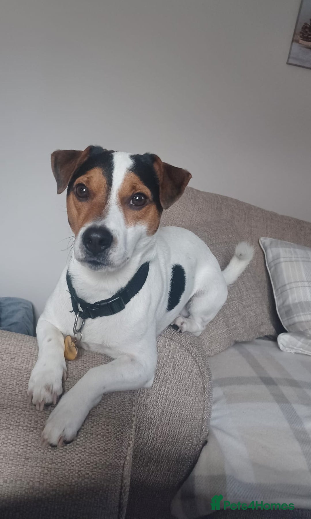 Jack Russell dogs for sale: Mist the Jack Russell - Advert 1