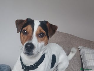 Jack Russell dogs Mist the Jack Russell - Advert 3