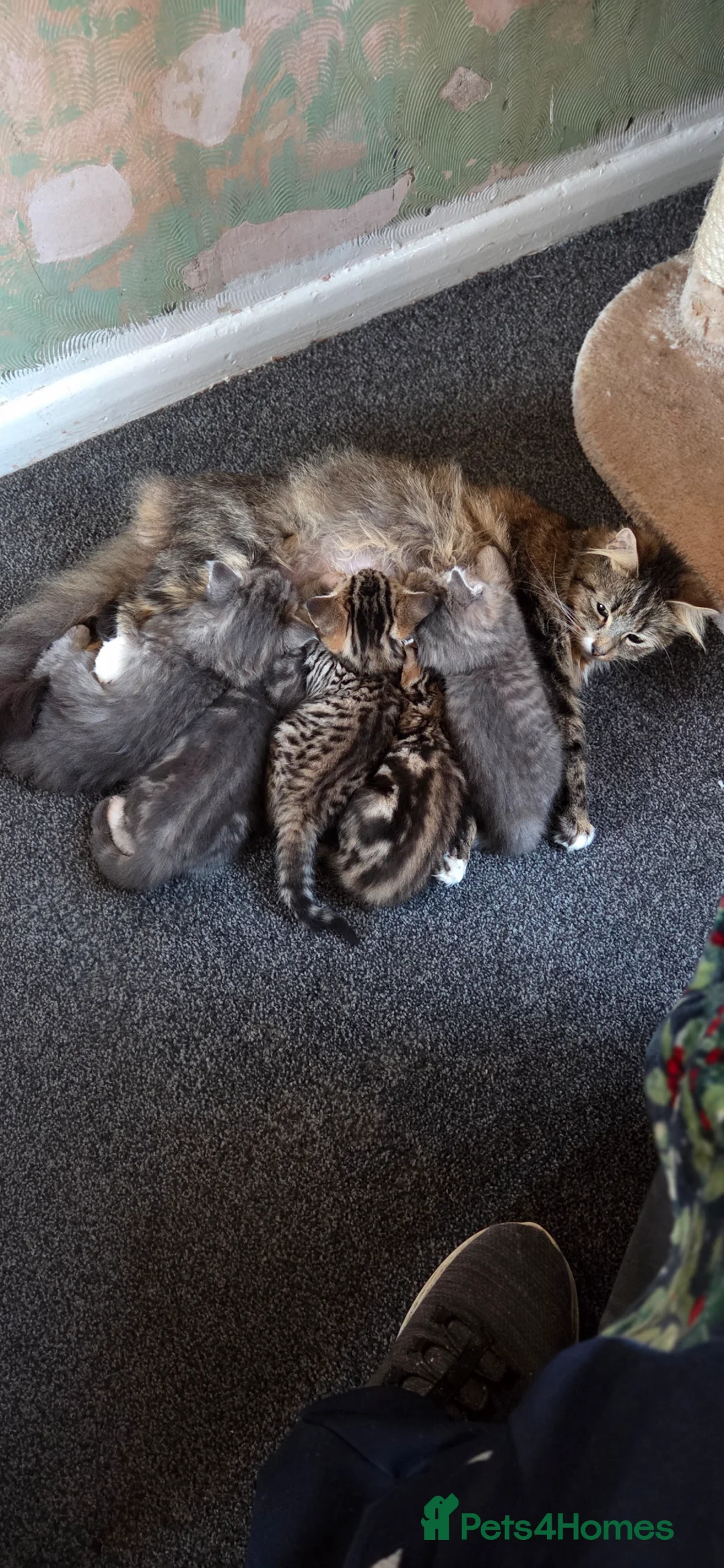 Mixed Breed cats for sale: Maine coon cross kittens  - Advert 2