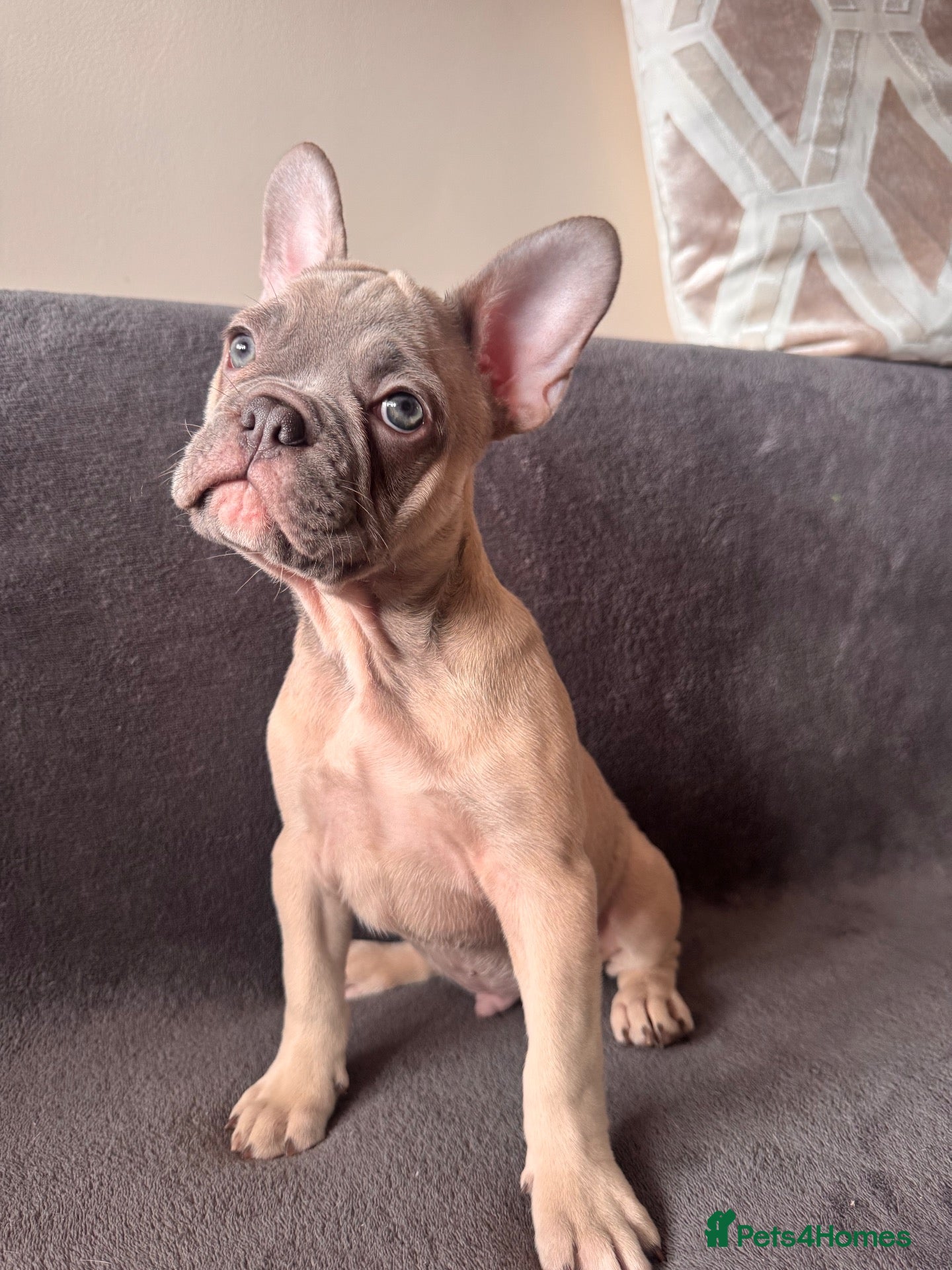 French Bulldog dogs KC French Bulldog Boys – Fully Vaccinated - Advert 1