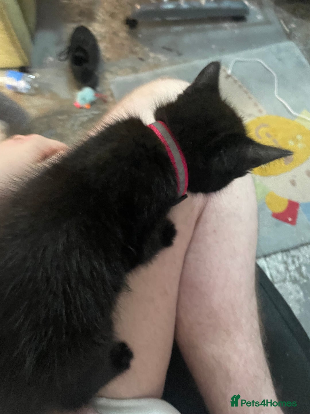 Bombay cats for sale: Luna The Kitten - Advert 1