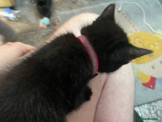 Bombay cats Luna The Kitten - Advert 2