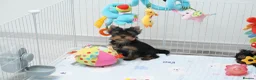 Yorkshire Terrier dogs for sale: Adorable KC reg: girl 💕 - Advert 3