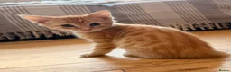 Savannah cats for sale: Ginger x f5 Savannah kittens 🔥 - Advert 5