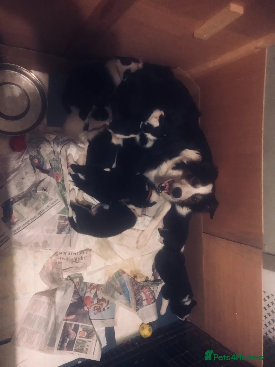 Border Collie dogs for sale: Puppies - Advert 2