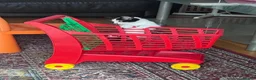 Mixed Breed cats for sale:  2 adorable kittens are looking for a ne  in Orpington - Advert 8