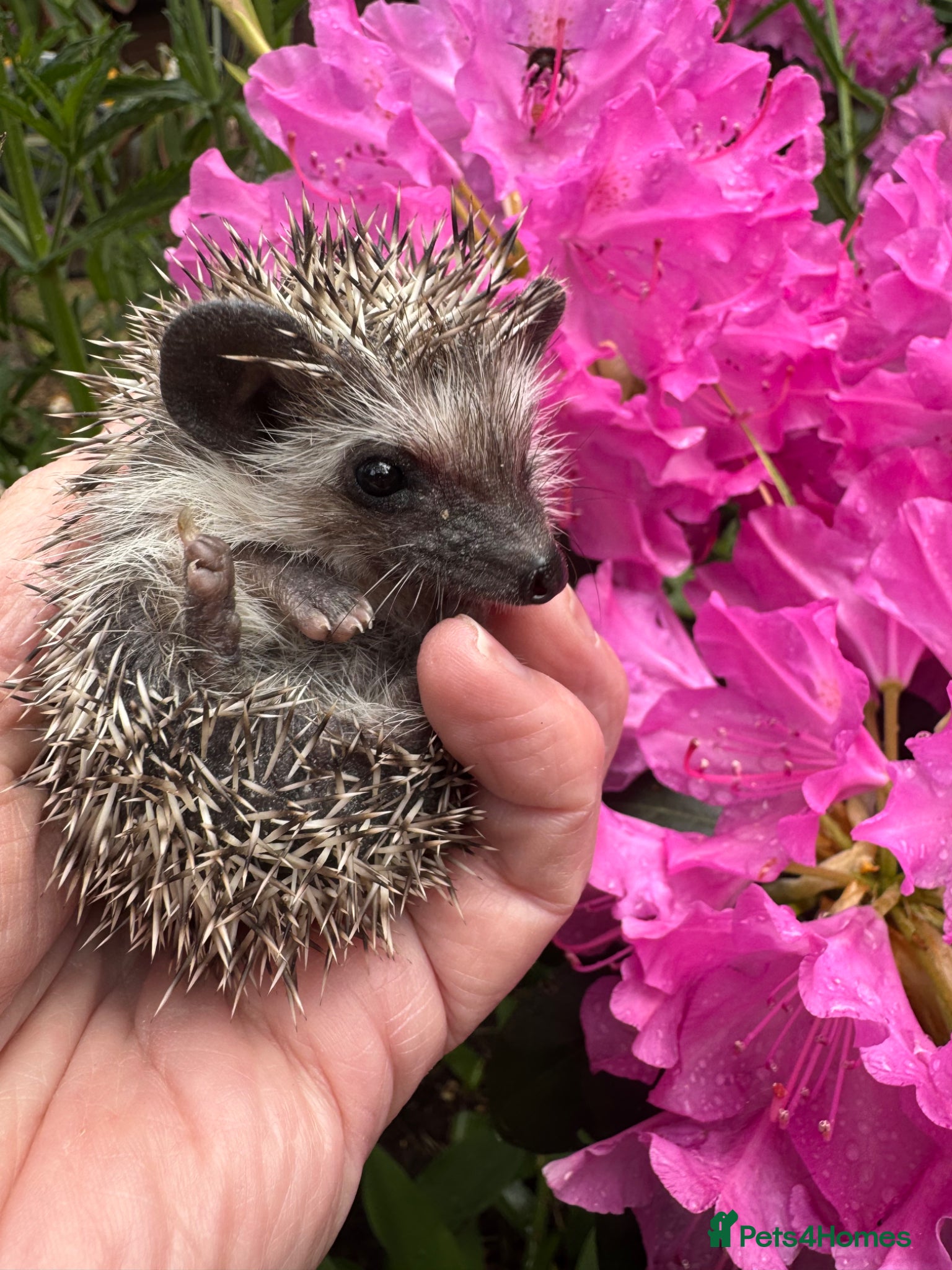 Pygmy Hedgehog rodents 8 week hoglets dark masked READY  NOW  - Advert 2