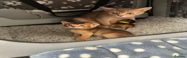 Abyssinian Kitten 4