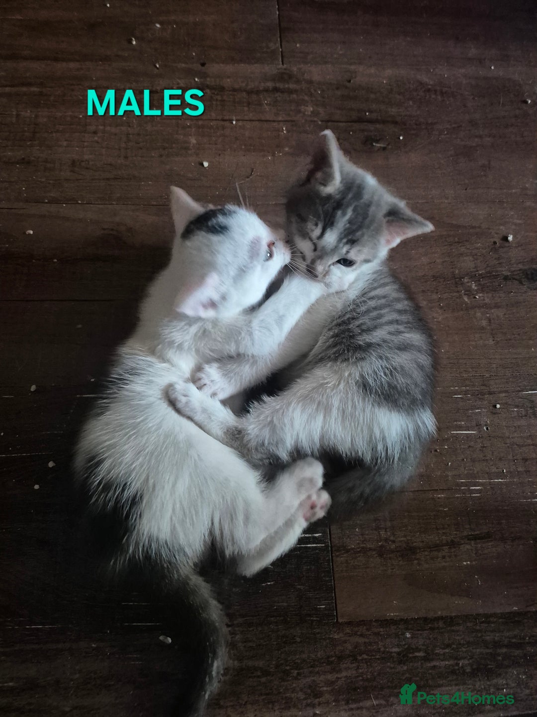 Mixed Breed cats for sale: 3 Beautiful Tabby/Russian Blue kittens - Image 12