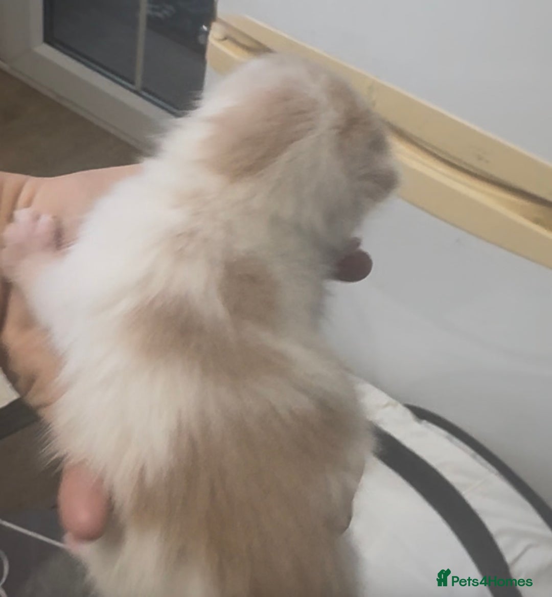 Mixed Breed cats for sale: Beautiful Kittens For Sale  - Advert 22