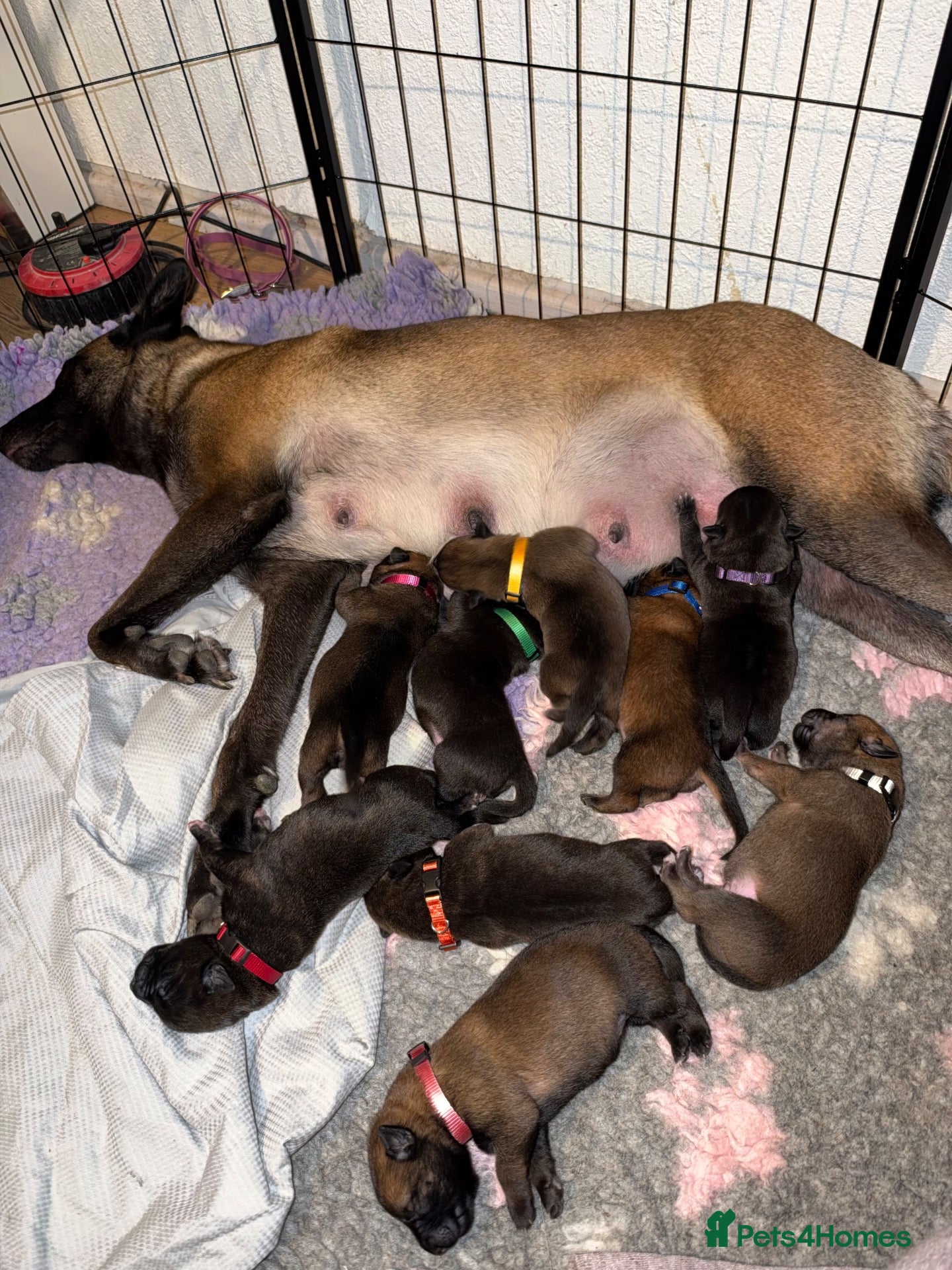 Belgian Shepherd Dog dogs Beautiful dark stable but able Malinois  - Advert 1