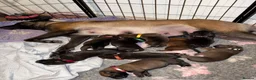 Belgian Shepherd Dog dogs for sale: Health tested dark stable but able Malinois  - Advert 1