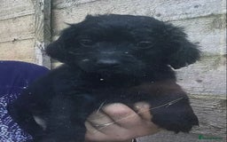 Cockapoo dogs for sale: F2B Cockapoo Puppies - Image 4