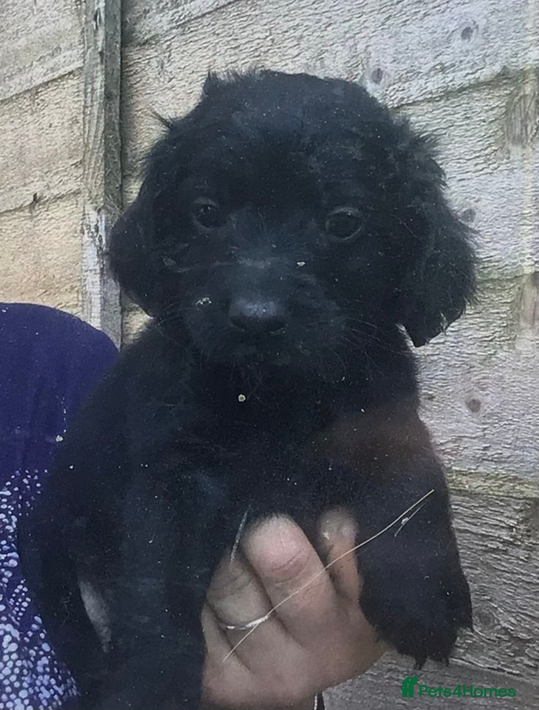 Cockapoo dogs for sale: F2B Cockapoo Puppies - Image 4