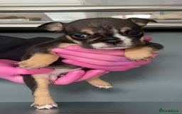 English Bulldog dogs for sale: KC registered English Bulldog Puppies  - Image 27