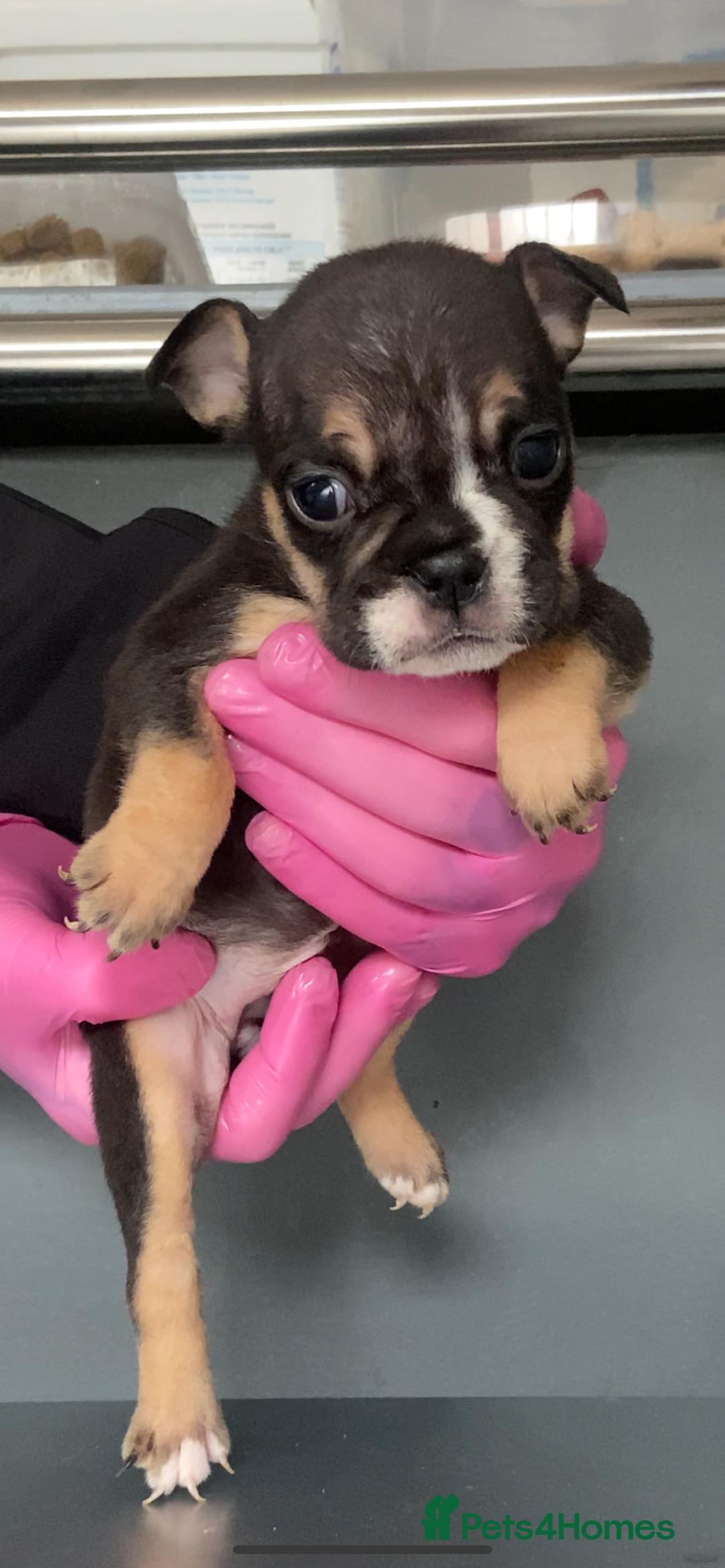 English Bulldog dogs for sale: KC registered English Bulldog Puppies  - Image 27