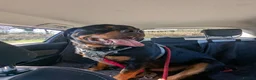 Rottweiler dogs for sale: 3yo Male Rottweiler - Experienced Home Needed - Advert 10