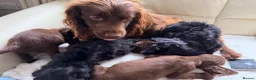 Cockapoo dogs for sale: Cockapoo FB1  - Advert 8