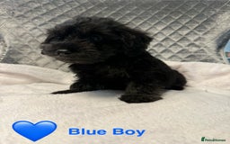Schnoodle dogs for sale: Beautiful Schnoodle Puppies For Sale - Image 13