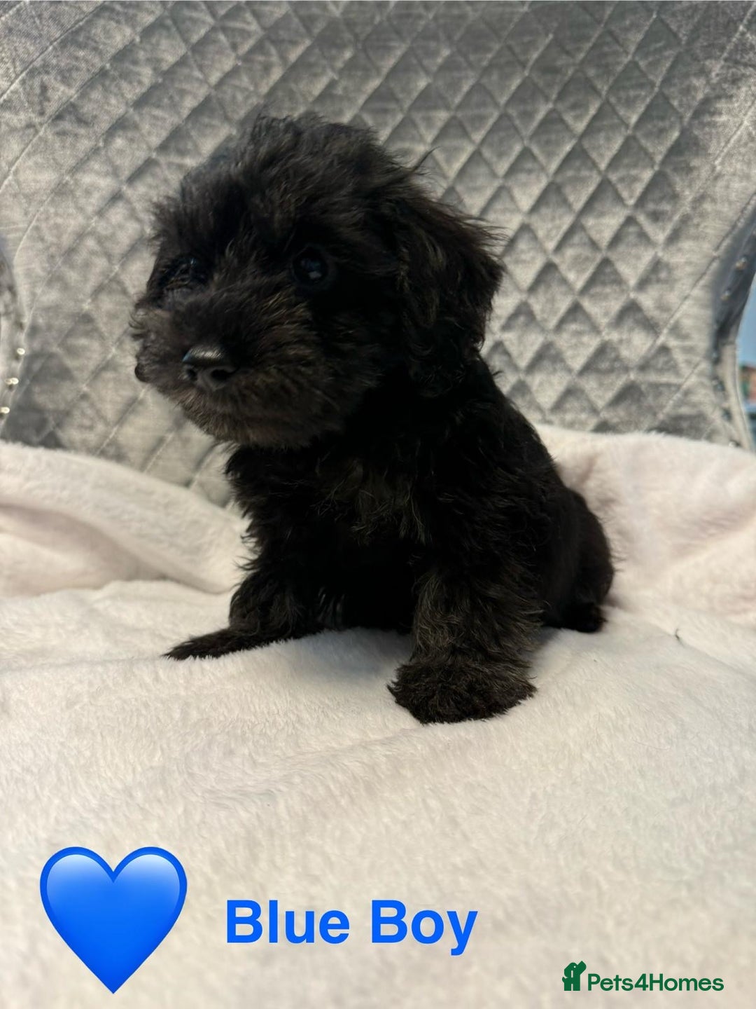Schnoodle dogs for sale: Beautiful Schnoodle Puppies For Sale - Image 13