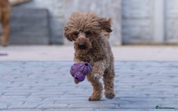 Poodle dogs for stud: Donnajays  5* PROVEN, HEALTH TESTED & PROFESSIONAL in Stafford - Image 3