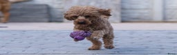 Poodle dogs for stud: Donnajays  5* PROVEN, HEALTH TESTED & PROFESSIONAL in Stafford - Advert 3