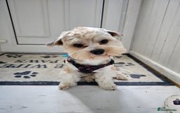 Yorkshire Terrier dogs for stud: Tricolor Beauty  Yorkshire Terrier Biewer Stud Dog - Image 2