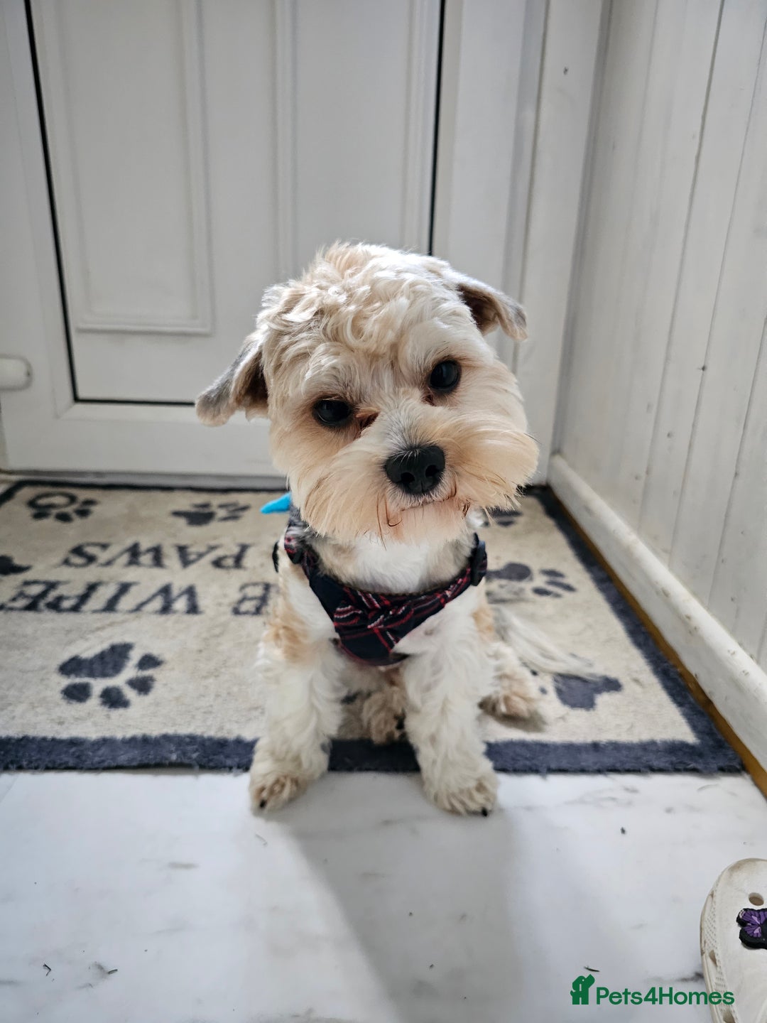 Yorkshire Terrier dogs for stud: Tricolor Beauty  Yorkshire Terrier Biewer Stud Dog - Image 2