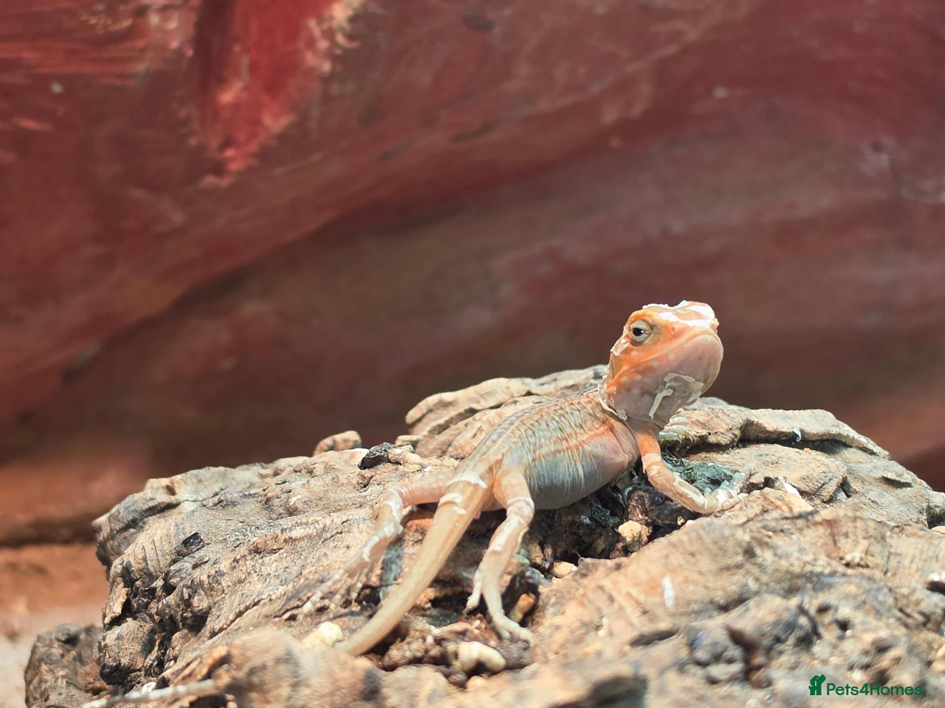 Bearded Dragon reptiles Baby Bearded dragon  - Advert 3