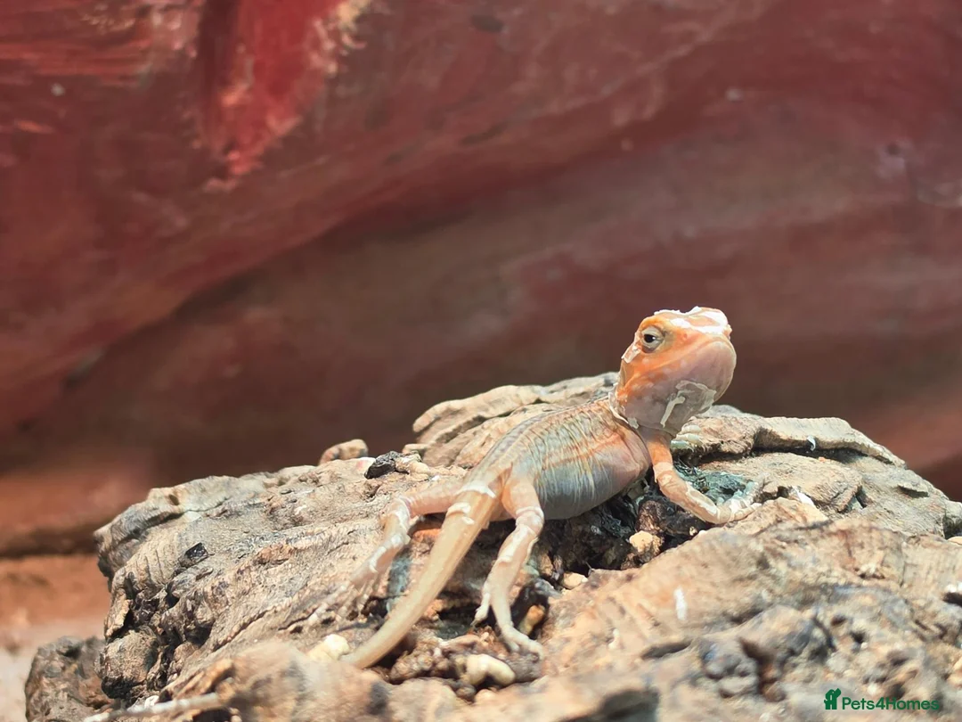 Bearded Dragon reptiles for sale: Baby Bearded dragon  - Advert 1