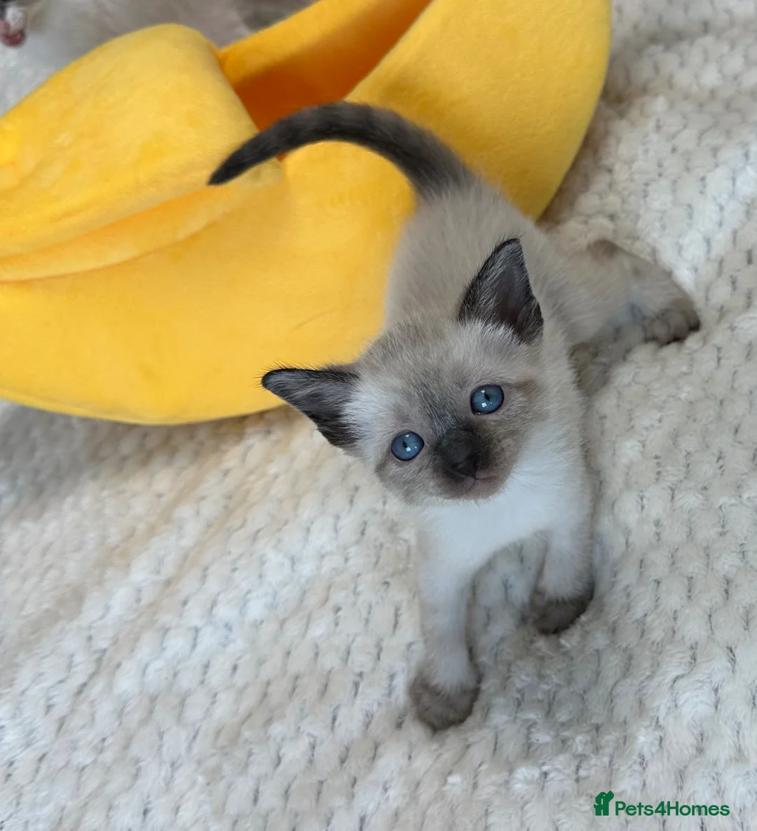 Cornish Rex cats for sale: Beautiful Kittens – Ready for reservation now  🐾 - Advert 8