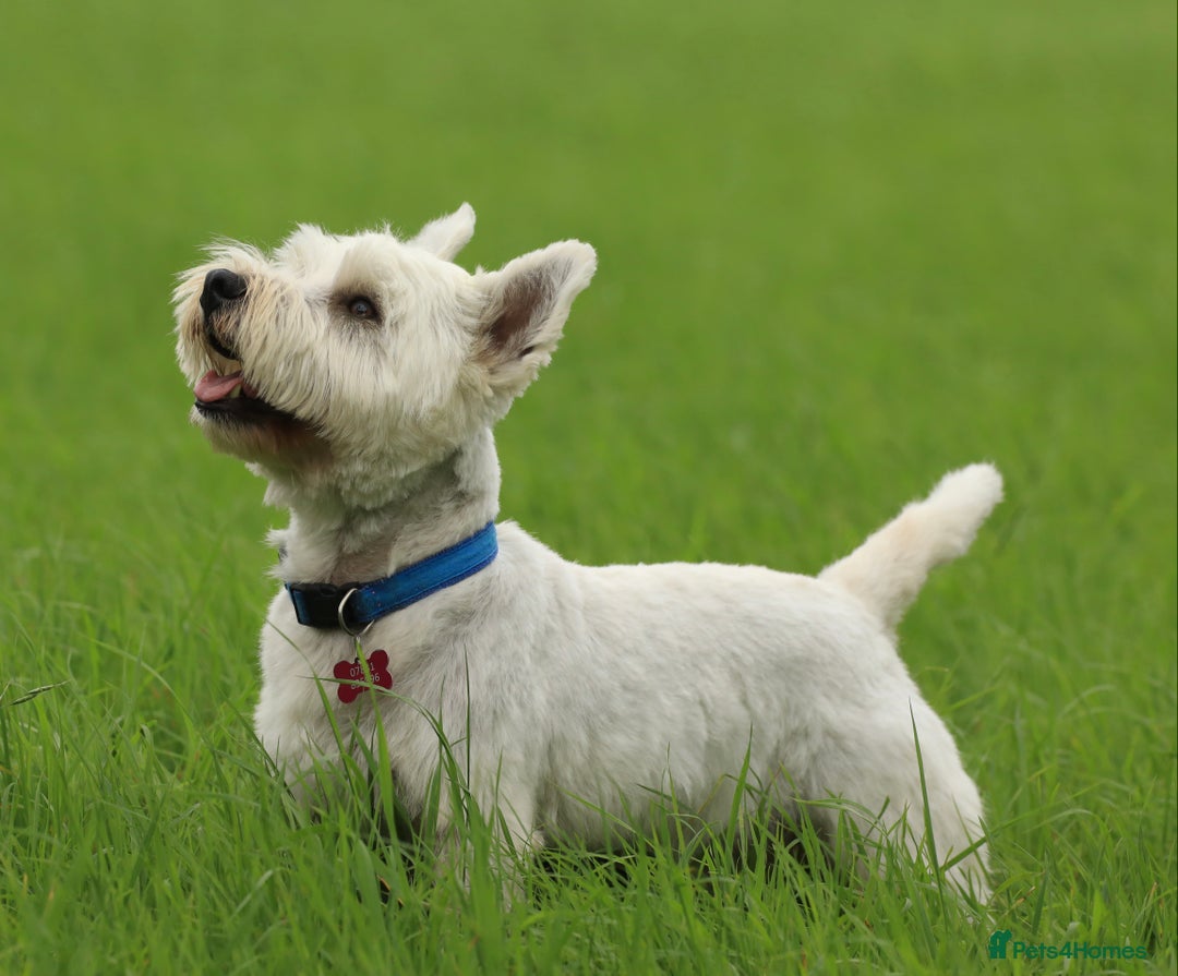 West Highland Terrier dogs for stud: Beautiful compact West Higjland Stud  - Image 3