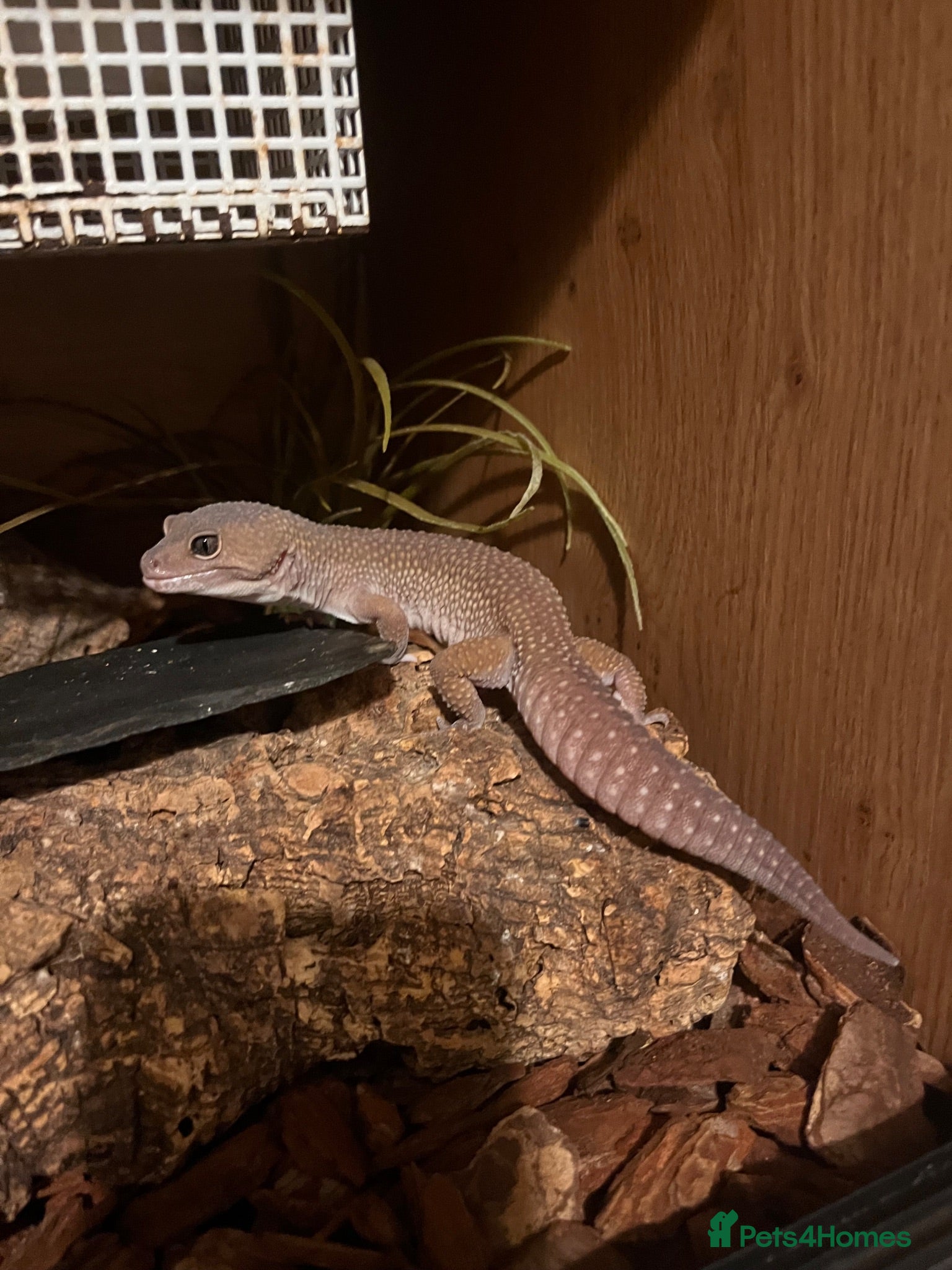 Leopard Gecko reptiles Mac Murphy snow leopard Gecko with full set up - Advert 1